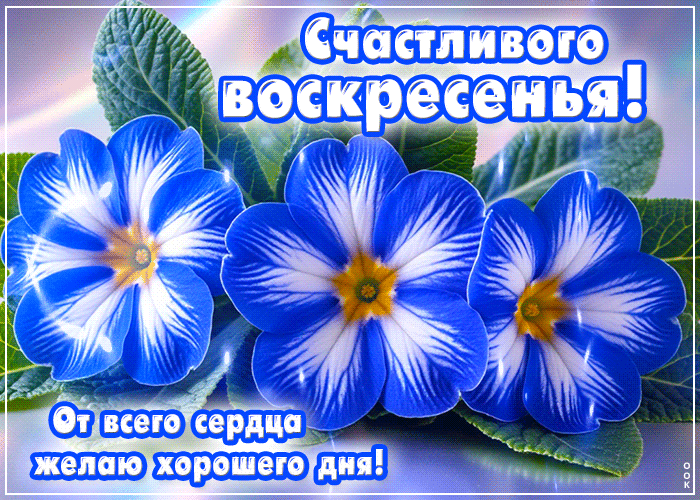Postcard прекрасная гиф-открытка, счастливого воскресенья