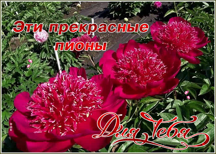 Прекрасная открытка с пионами | Открытки Онлайн