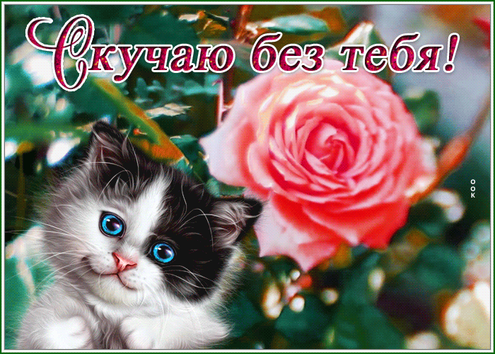 Postcard прикольная открытка скучаю без тебя с котиком и розой