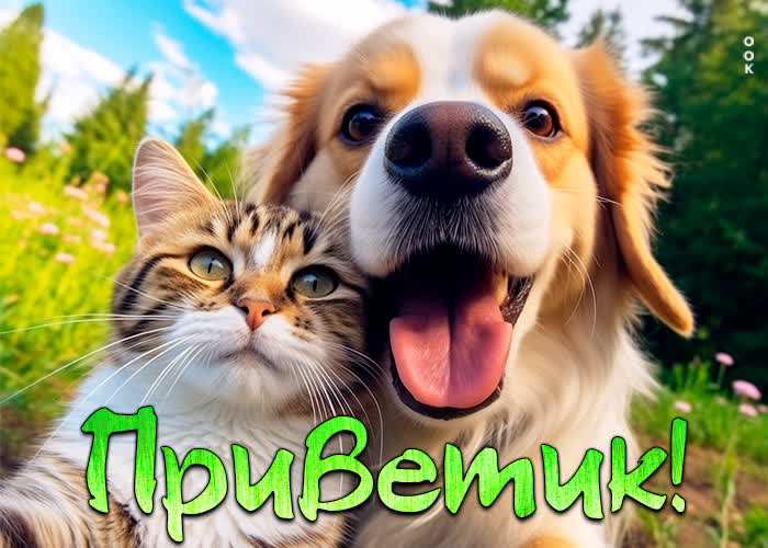 Picture смешная открытка с котиком и собакой приветик!
