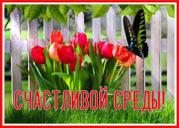 Postcard великолепная открытка счастливой среды с бабочкой