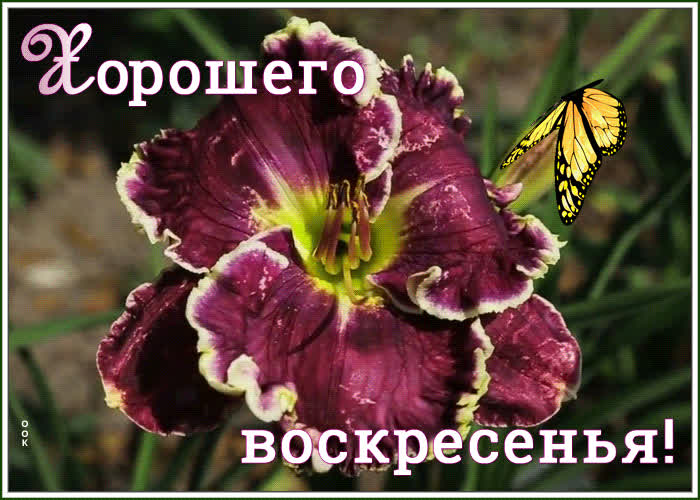 Виртуальная открытки с воскресеньем | Открытки Онлайн
