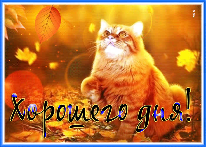 Хорошего Дня Коты Картинки