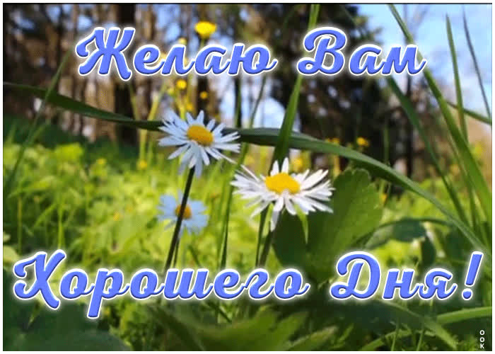 Желаю вам хорошего дня | Открытки Онлайн
