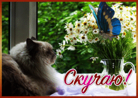 Postcard чудесная открытка скучаю с бабочкой и котом