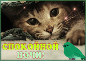 Postcard чудотворная гиф-открытка, спокойной ночи от котика