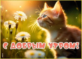 Picture дружелюбная гиф-открытка с котенком с добрым утром
