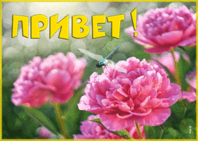 Postcard эстетичная открытка привет с цветами