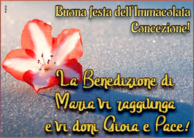 Postcard immacolata concezione