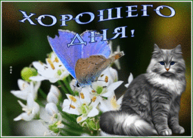 Picture изумительная открытка хорошего дня с цветами и котиком