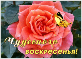 Postcard картинка чудесного воскресенья с розой и бабочкой