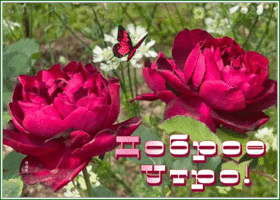 Postcard картинка доброе утро с яркими розами и бабочкой