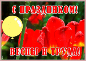 Картинка картинка с 1 мая с тюльпанами