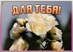 Картинка картинка с белыми розами