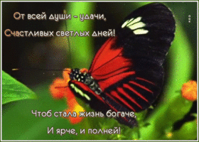 Открытка картинка с пожеланием с бабочкой