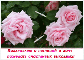 Открытка картинка с пятницей с розами