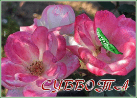 Postcard картинка с субботой с розовыми цветами и бабочкой
