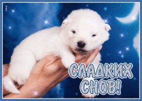 Postcard картинка сладких снов с белым щеночком