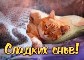 Picture картинка сладких снов с милым котиком