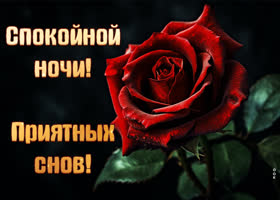 Postcard картинка спокойной ночи, приятных снов, с красной розой