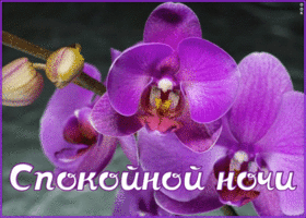 Открытка картинка спокойной ночи с орхидеей