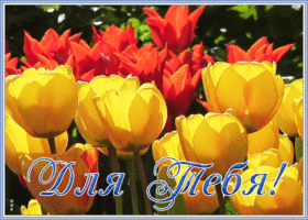 Открытка картинка яркие тюльпаны