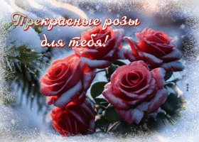 Picture мечтательная гиф-открытка, прекрасные розы для тебя