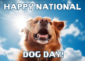 Postcard national dog day