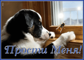 Picture необычная открытка прости с собачкой