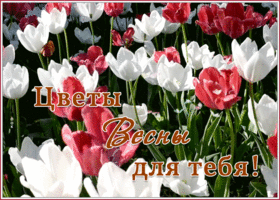 Открытка новая открытка с тюльпанами