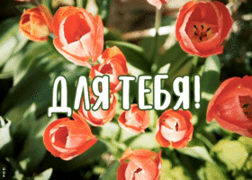 Открытка очаровательная открытка с тюльпанами