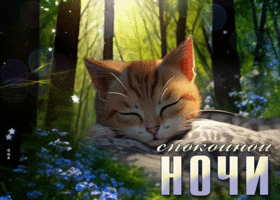Postcard освежающая гиф-открытка, спокойной ночи от котика