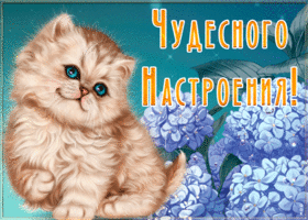 Picture открытка чудесного настроения с милым котом