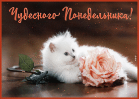 Postcard открытка чудесного понедельника с очаровательным котенком