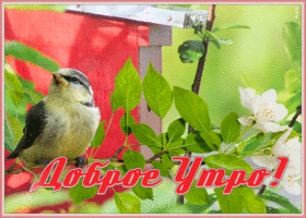 Картинка открытка доброе утро с птичкой