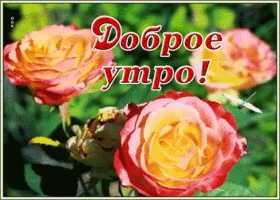Открытка открытка доброе утро с розами
