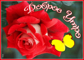 Картинка открытка доброе утро с розой