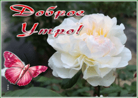 Postcard открытка доброе утро с великолепной белой розой