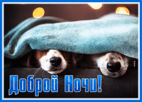 Картинка открытка доброй ночи с собачками