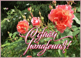 Картинка открытка гиф с днем рождения женщине с розами