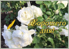 Картинка открытка хорошего дня с белыми розами