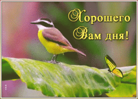 Открытка открытка хорошего дня с птичкой