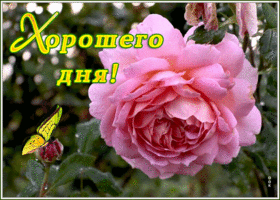 Картинка открытка хорошего дня с розой