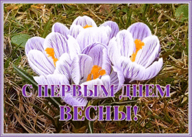 Картинка открытка первый день весны с крокусами