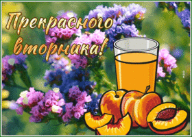 Postcard открытка прекрасного вторника с абрикосами и цветущим кустом