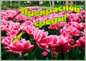 Picture открытка прекрасной среды с розовыми цветами