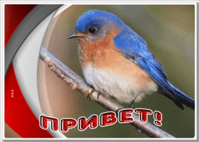 Picture открытка привет с очаровательной птичкой
