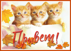 Picture открытка привет с осенью и славными котятами