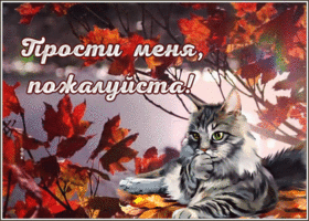Postcard открытка прости меня, пожалуйста, с чудесным котиком