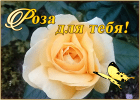 Картинка открытка роза для тебя